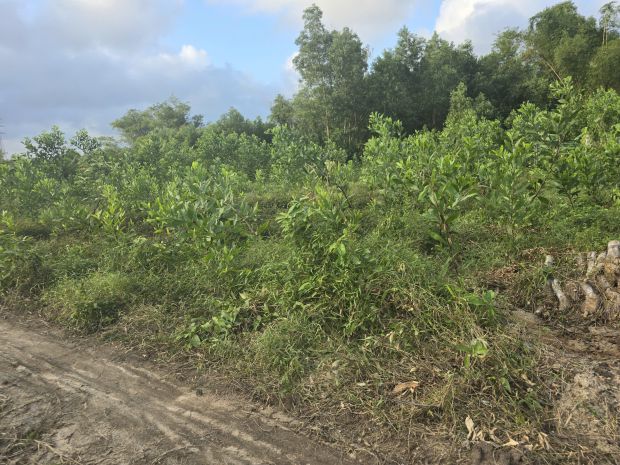 Bán đất vườn 1350m2 xã trà dương, huyện bắc trà my, quảng 7002775