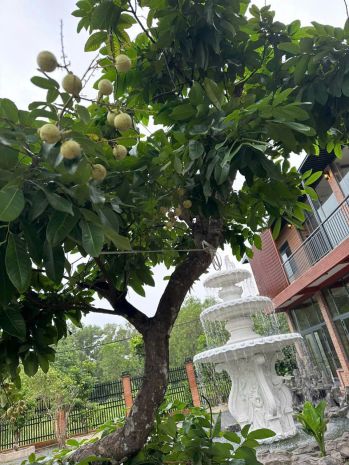 Chính chủ cho thuê nhà  vườn  quán nguyên căn lô góc 2 7006386