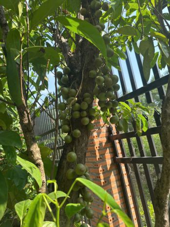 Chính chủ cho thuê nhà  vườn  quán nguyên căn lô góc 2 7006387