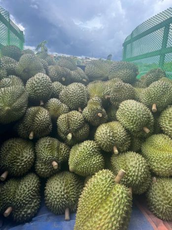 Bán sầu riêng toàn quốc ship tận nơi 7013737