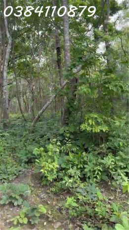 Chuyển nhượng 160 hecta đất dự án  hàm tân, bình thuận 7016243