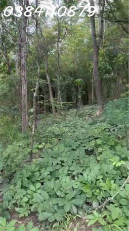 Chuyển nhượng 160 hecta đất dự án  hàm tân, bình thuận 7016245