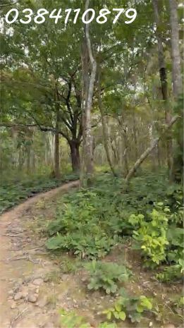 Chuyển nhượng 160 hecta đất dự án  hàm tân, bình thuận 7016247