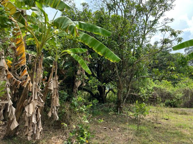 Siêu phẩm đất đẹp chính chủ - phù hợp cho mọi gia đình 7030672