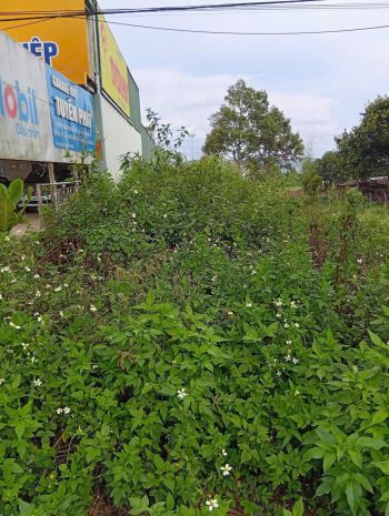 5m mặt tiền ql20, gần trung tâm đức trong, lâm đồng 7037999