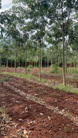 Cần bán gấp 1,8 ha cao su 5 năm tuổi - huyện đồng phú - 7046220
