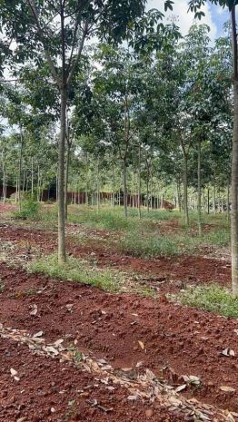 Cần bán gấp 1,8 ha cao su 5 năm tuổi - huyện đồng phú - 7046221