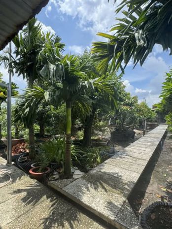 Ban nha măt tiên 36x28m gia 25 ty đương 7m pham văn 7057262