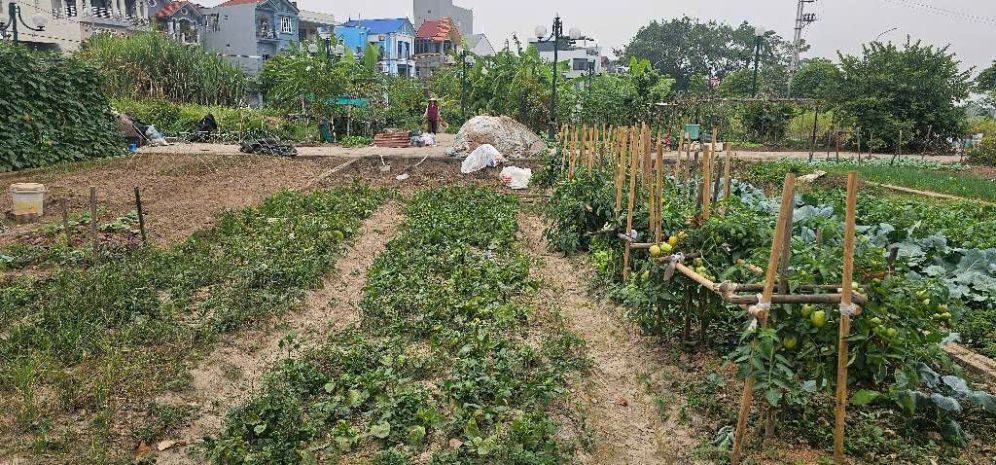 Bán đất đấu giá hội phụ- phân lô- vỉa hè- oto tránh - hàng 7078386