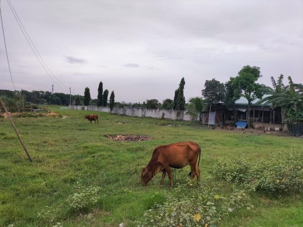 Cơ hội đầu tư cực hiếm 1736m2  đất- mt võ văn bích củ chi 7079742