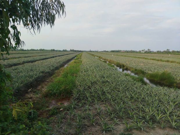 Đất đẹp  giá tốt   chính chủ cần bán tại dt867, ấp mỹ 7087511