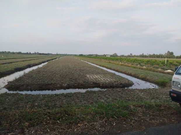 Đất đẹp  giá tốt   chính chủ cần bán tại dt867, ấp mỹ 7087512