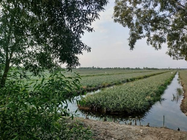 Đất đẹp  giá tốt   chính chủ cần bán tại dt867, ấp mỹ 7087513