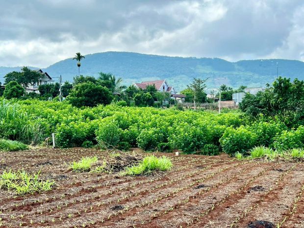 Nam ban-lâm hà dt 5*26m sẵn thổ cư sát địa phận đà lạt 12km 7091729