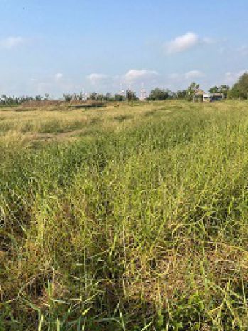 Đất đẹp xã lý nhơn - cần giờ - hcm 7118651