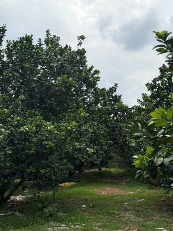 Bán đất tặng vườn bưởi thu hoạch số lượng có hạn giá chỉ 3tr 7120966