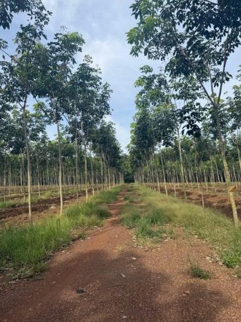 Siêu phẩm đất tân thành  thị xã đồng xoài - bình phước- 7122791