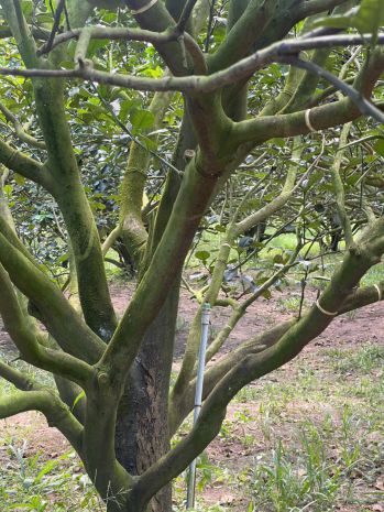 Bán đất ngộp trừ văn thố - tp.hcm 7123276