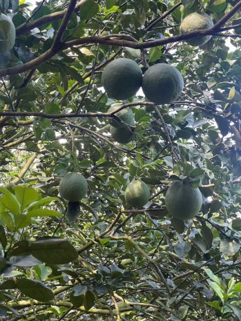 Cần bán gấp đất vườn bưởi đang thu hoạch tại  trừ văn 7131429