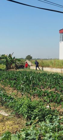 Siêu hót - chính chủ bán lô đất đẹp  vuông vắn  hưng hà, 7135977