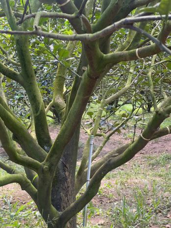 Chủ ngộp cần bán lô đất thổ cư - sẳn vườn bưởi mà chỉ 7137643