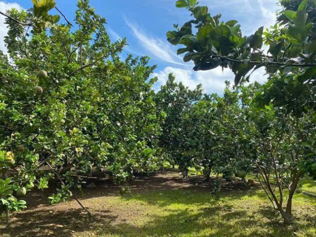 Chủ ngộp cần bán lô đất thổ cư - sẳn vườn bưởi mà chỉ 7137645