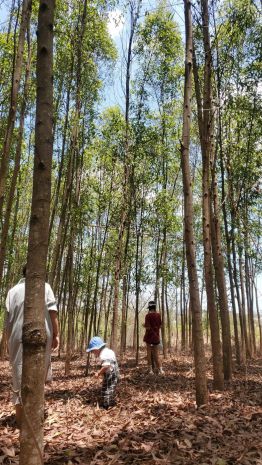 Đất đẹp - đầu tư sinh lời - chính chủ bán đất vườn tại phú 7163907