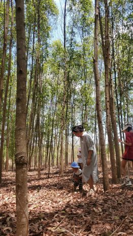 Đất đẹp - đầu tư sinh lời - chính chủ bán đất vườn tại phú 7163908