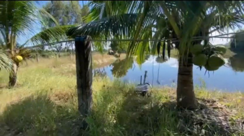 Chính chủ bán đất tặng nhà vườn thanh long hàm trí , hàm 7164028