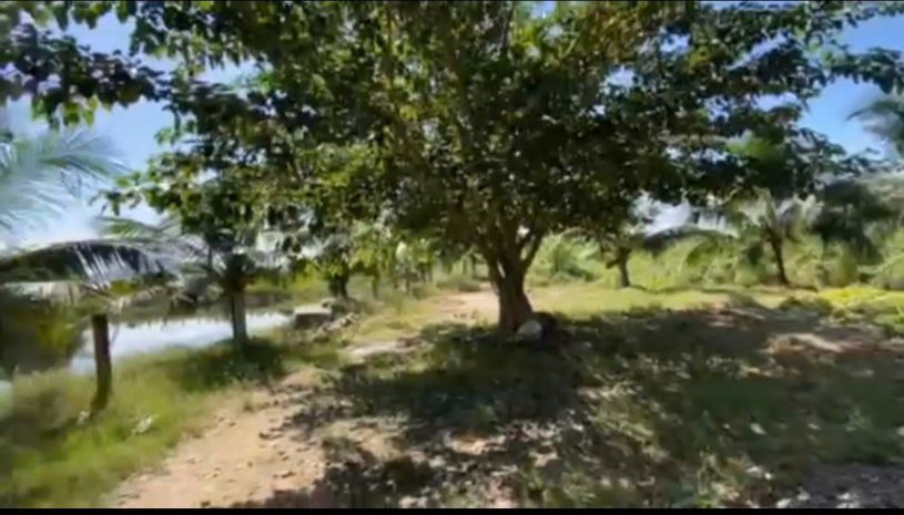 Chính chủ bán đất tặng nhà vườn thanh long hàm trí , hàm 7164029