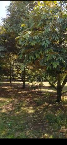 Chính chủ cần bán nhanh vườn sầu riêng 12,201.2m2 bảo bình, 7183390