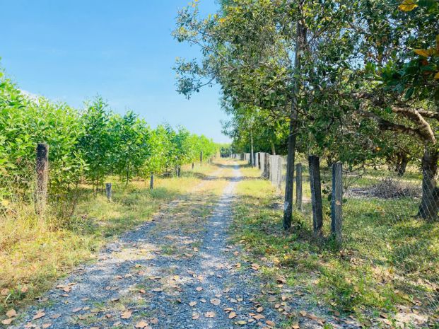 Bán 4000m2 đất tân phước -  lagi gái rẻ nhất 850tr sào sổ 7196759