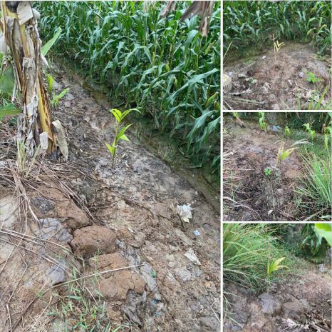 Bán đất chính chủ 2.011m2 dọc tl 944 chợ mới, xã an thạnh 7204017