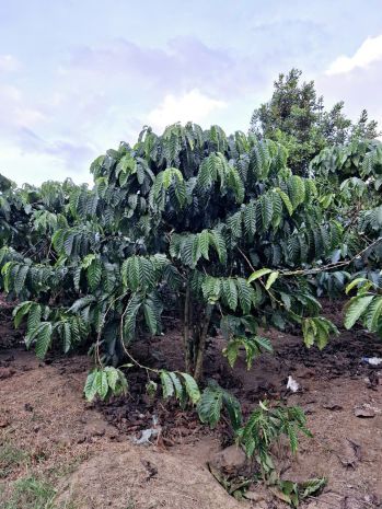 Đất đẹp giá đầu tư chính chủ  cần bán lô đất  tại thôn 7204041