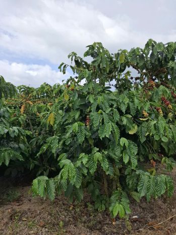 Đất đẹp giá đầu tư chính chủ  cần bán lô đất  tại thôn 7204044