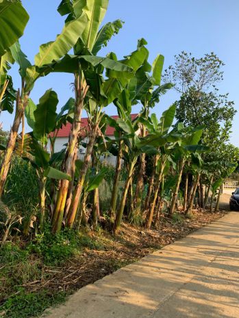 Ra nhanh trong tuần lô đất đẹp sinh lời cao tại lam sơn sao 7223671