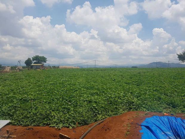 Cần bán 2,4 ha đất hẻm thuộc n,thôn hạ đức trọng cũ, lâm đồn 7229759