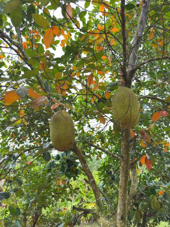 Trảng bàng-tây ninh ngộp giảm 2 tỷ còn 2 tỷ 990tr dt 3555m2 7229850