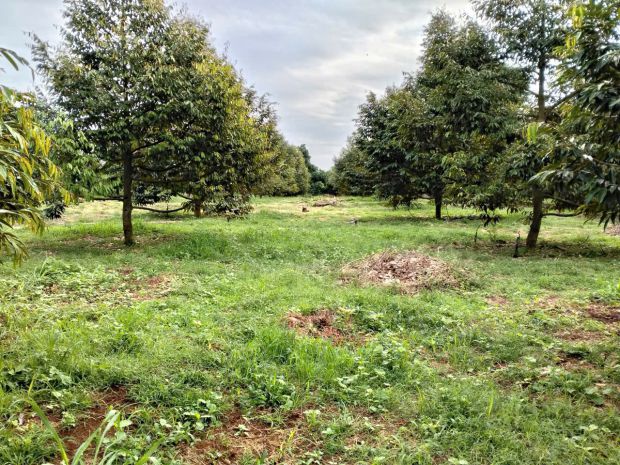 Cơ hội vàng đầu tư  đất mặt tiền tp.hcm brvt cũ 7237120