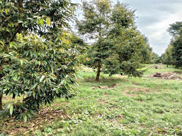 Cơ hội vàng đầu tư  đất mặt tiền tp.hcm brvt cũ 7237122