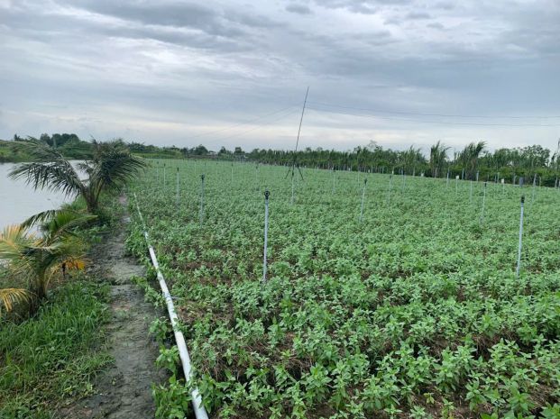 Đất nền biển tân thành   ưu đãi cực khủng đến 20. 7257820