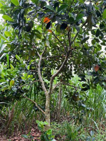 Bán đất nông nghiệp 3 mặt tiền  vị trí đẹp gần hồ kim 7258884