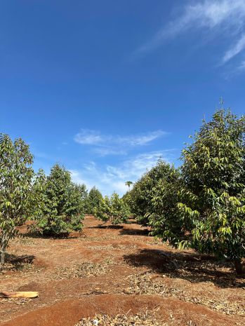 Cần bán đất rẫy 2,9ha   cà phê, sầu riêng kinh doanh ổn 7263308