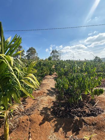 Cần bán đất rẫy 2,9ha   cà phê, sầu riêng kinh doanh ổn 7263309