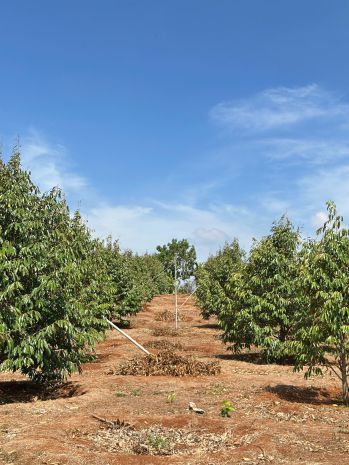 Cần bán đất rẫy 2,9ha   cà phê, sầu riêng kinh doanh ổn 7263310