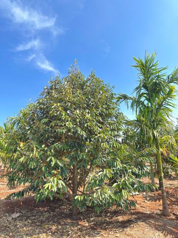 Cần bán đất rẫy 2,9ha   cà phê, sầu riêng kinh doanh ổn 7263311