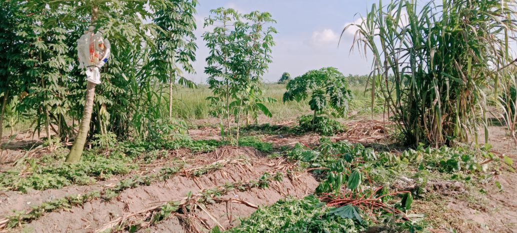 Đất gấp  1955m2, đất ful thổ cư -  bình mỹ - củ chi - chỉ 7271586