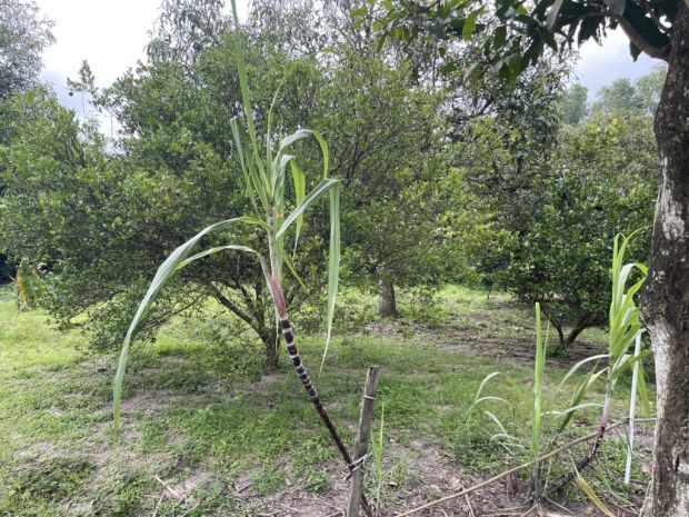 Đất gấp  1955m2, đất ful thổ cư -  bình mỹ - củ chi - chỉ 7271589