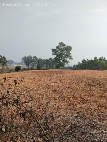 Bán gấp giá rẻ đất phân lô mặt biển quất lâm 78m, mặt tiền 7286879