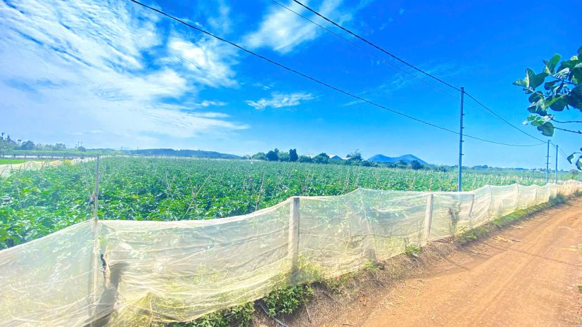 6 sào hẻm dh2 nthôn hạ, đức trọng cũ, lâm đồng 7296692